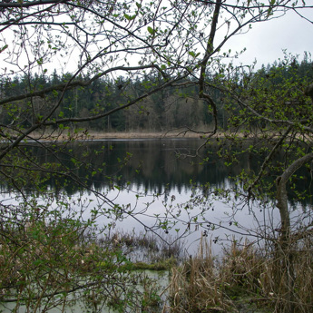 Cannery Pond Restoration Feasibility Study