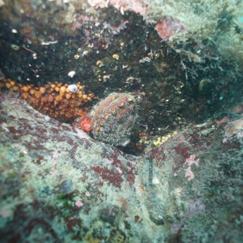Pinto 'Northern' Abalone Restoration