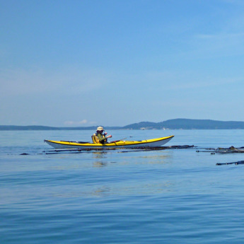 Bull Kelp Kayak Surveys
