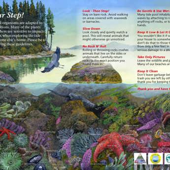 Tide Pool Interpretive Sign at Washington Park