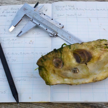 Olympia Oyster Restoration
